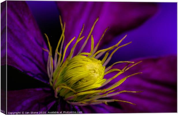 Clematis flower Canvas Print by Ian Stone