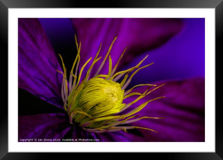 Clematis flower Framed Mounted Print by Ian Stone