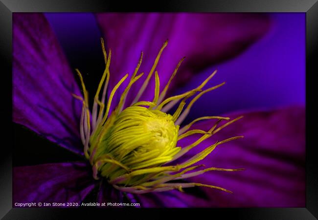 Clematis flower Framed Print by Ian Stone