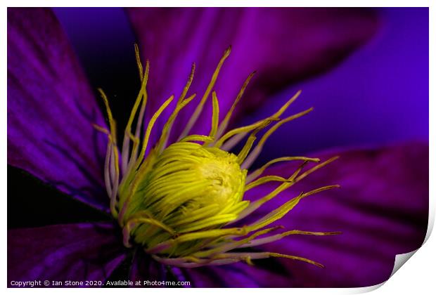 Clematis flower Print by Ian Stone