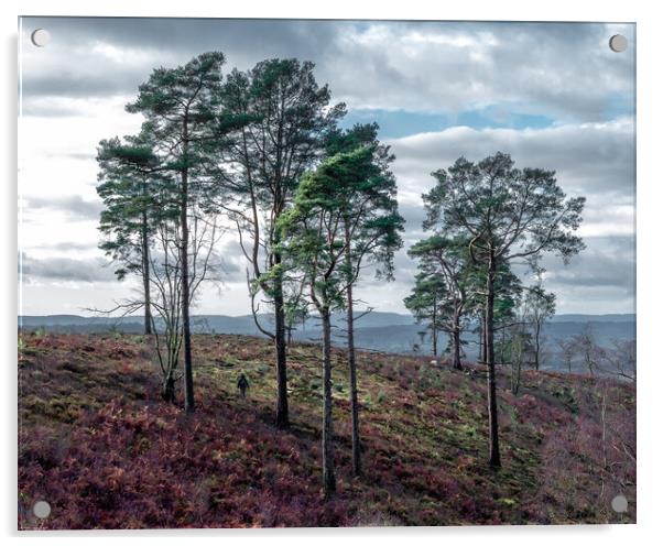 Pines on Black Down Hill Acrylic by Mark Jones