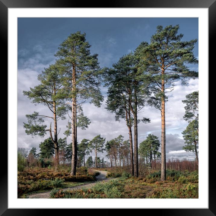 Scots Pines Framed Mounted Print by Mark Jones
