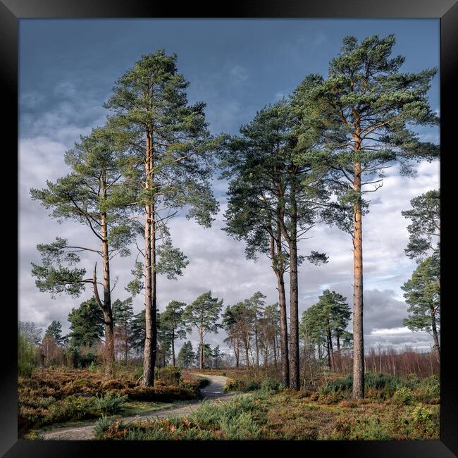 Scots Pines Framed Print by Mark Jones