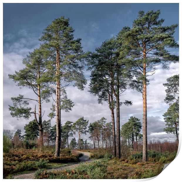 Scots Pines Print by Mark Jones