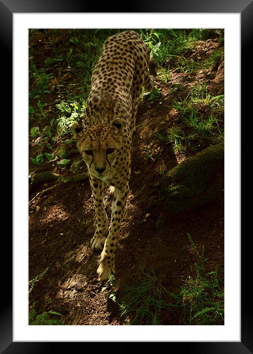 On the prowl Framed Mounted Print by Lauren Meyerink
