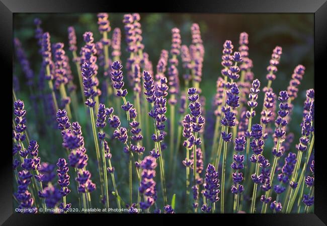 Beautiful backlit lavender flowers Framed Print by Imladris 