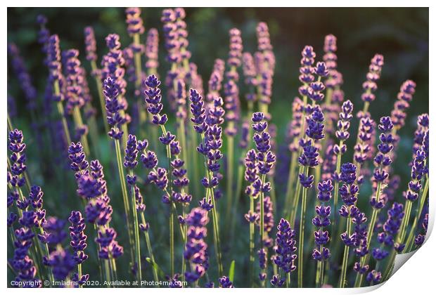 Beautiful backlit lavender flowers Print by Imladris 