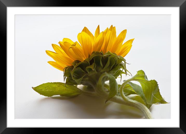 Sunflower Framed Mounted Print by Doug McRae