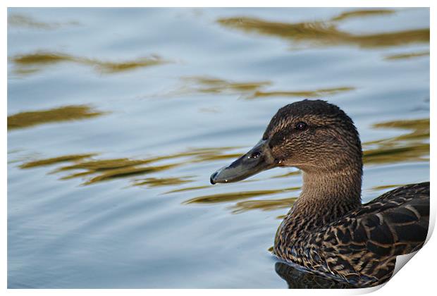 Mallard Print by Ashley Paddon