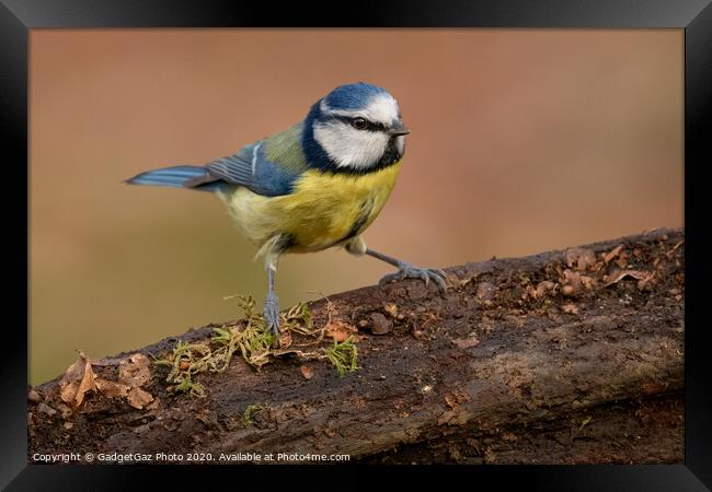 Blue tit in the woods Framed Print by GadgetGaz Photo