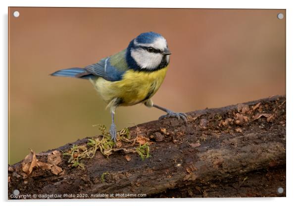Blue tit in the woods Acrylic by GadgetGaz Photo