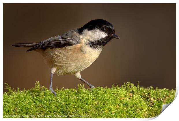 Coal tit in the woods Print by GadgetGaz Photo