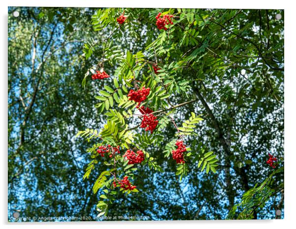 Rowan Berries Acrylic by Angela Cottingham