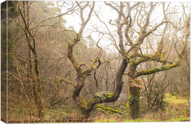 Twisted Oak Canvas Print by chris hyde