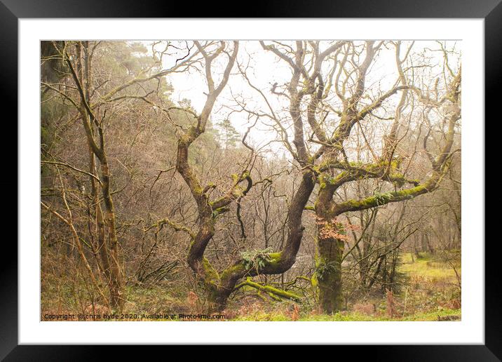 Twisted Oak Framed Mounted Print by chris hyde