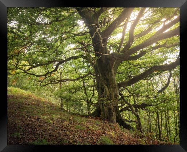 Big Tree Three: The Forest Guardian Framed Print by Samuel Kerr