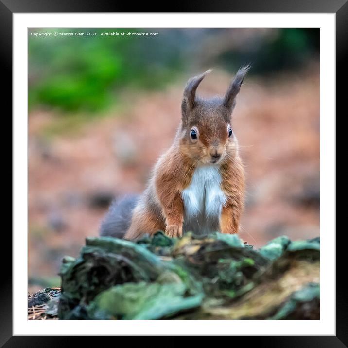 Curious Red Squirrel Framed Mounted Print by Marcia Reay