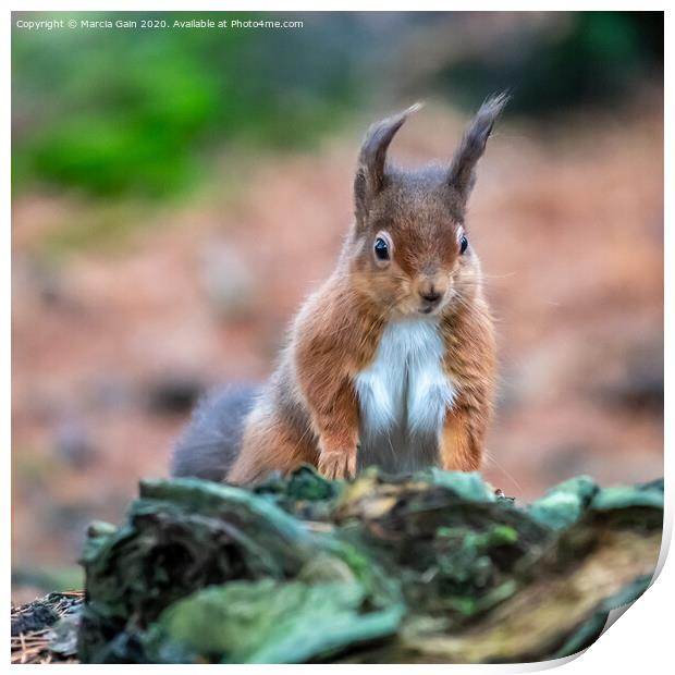 Curious Red Squirrel Print by Marcia Reay
