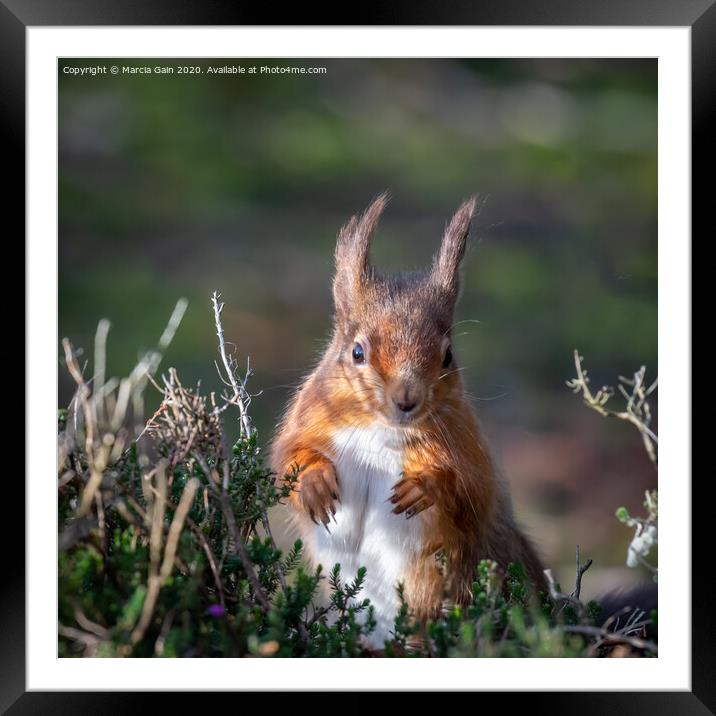 A squirrel standing on grass Framed Mounted Print by Marcia Reay