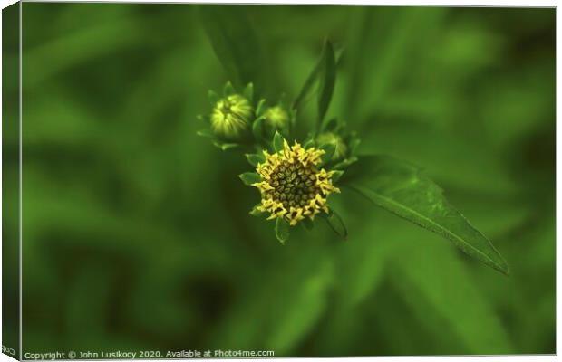 beautiful wildflowers Canvas Print by John Lusikooy