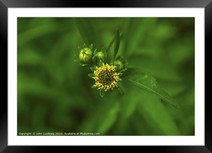 beautiful wildflowers Framed Mounted Print by John Lusikooy