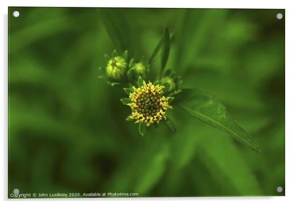 beautiful wildflowers Acrylic by John Lusikooy