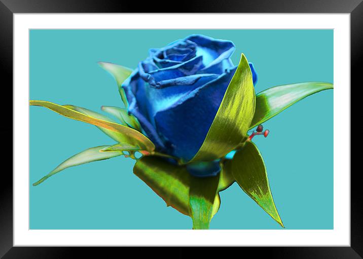 Blue Rose Framed Mounted Print by Peter Elliott 