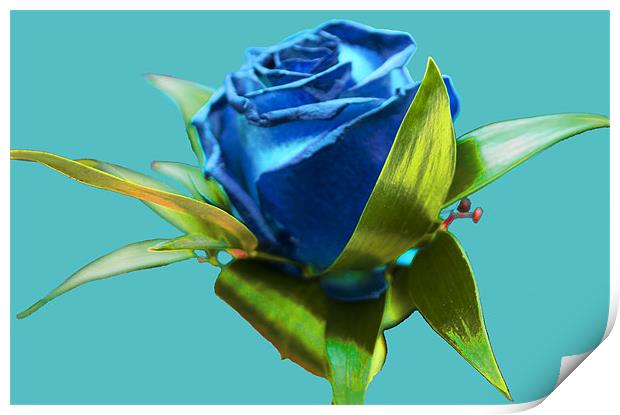 Blue Rose Print by Peter Elliott 