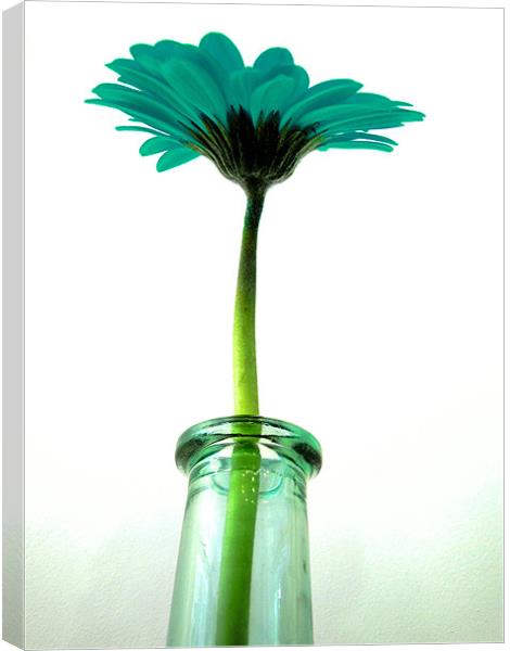 turquoise gerbera Canvas Print by Heather Newton