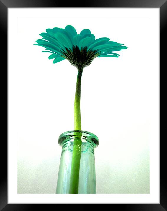 turquoise gerbera Framed Mounted Print by Heather Newton