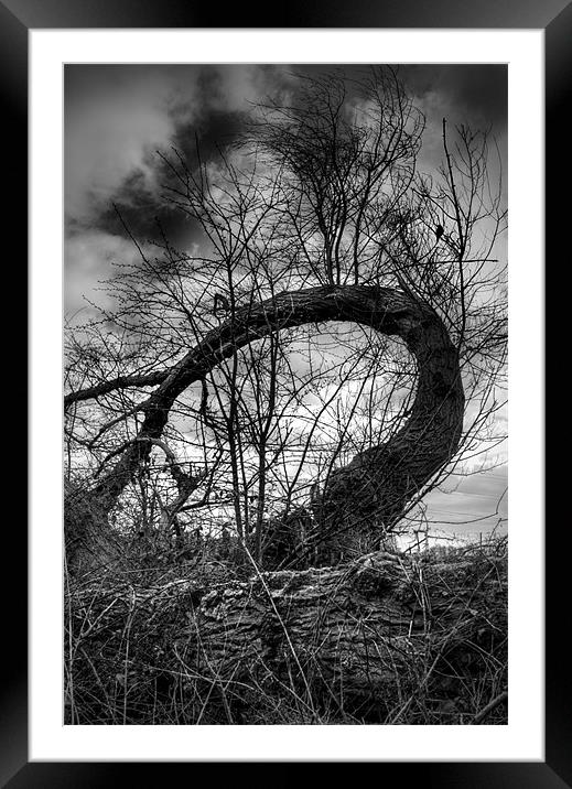 The Tree on the bypass. Framed Mounted Print by Ray Hammond