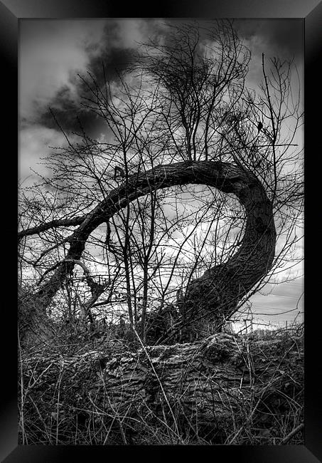 The Tree on the bypass. Framed Print by Ray Hammond
