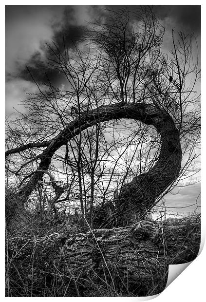 The Tree on the bypass. Print by Ray Hammond