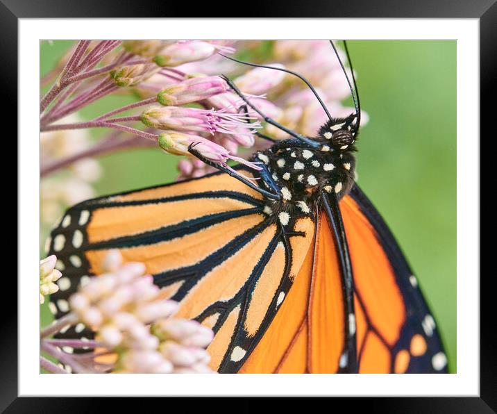 Monarch Butterfly suspended on Joe Pye Weed Framed Mounted Print by Jim Hughes