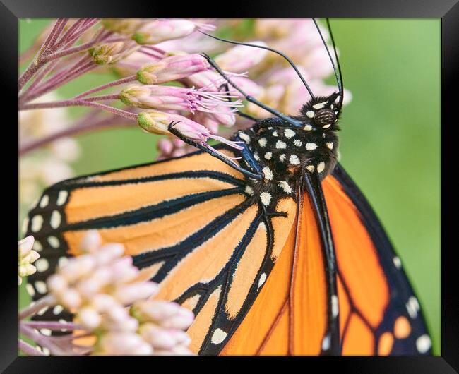 Monarch Butterfly suspended on Joe Pye Weed Framed Print by Jim Hughes