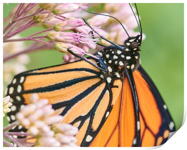 Monarch Butterfly suspended on Joe Pye Weed Print by Jim Hughes