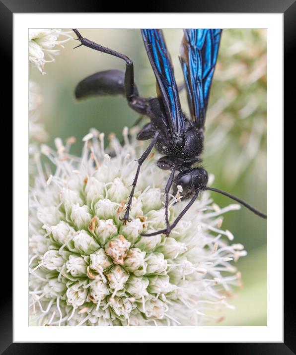 Great Black Wasp Framed Mounted Print by Jim Hughes