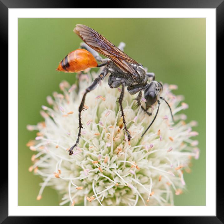 Thread-waisted wasp Prionyx Framed Mounted Print by Jim Hughes