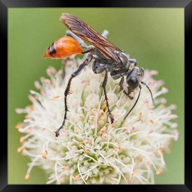Thread-waisted wasp Prionyx Framed Print by Jim Hughes