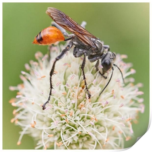 Thread-waisted wasp Prionyx Print by Jim Hughes