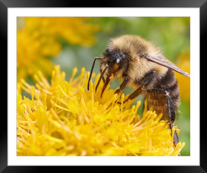 Bumblebee on Goldenrod Framed Mounted Print by Jim Hughes