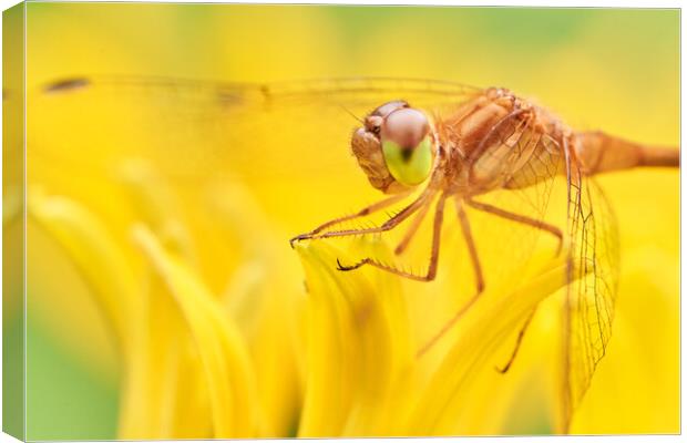 Dragonfly on Brown-eyed Susan Canvas Print by Jim Hughes