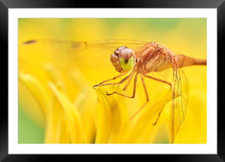 Dragonfly on Brown-eyed Susan Framed Mounted Print by Jim Hughes