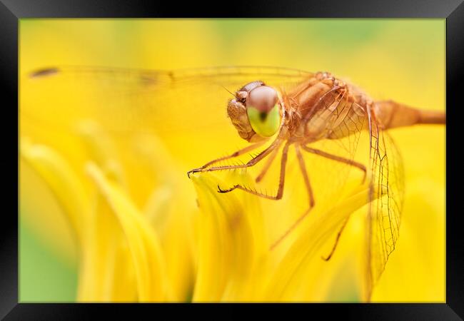 Dragonfly on Brown-eyed Susan Framed Print by Jim Hughes