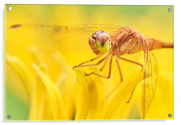 Dragonfly on Brown-eyed Susan Acrylic by Jim Hughes