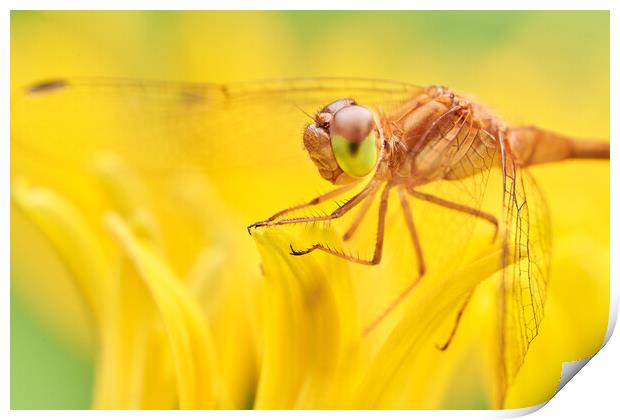 Dragonfly on Brown-eyed Susan Print by Jim Hughes