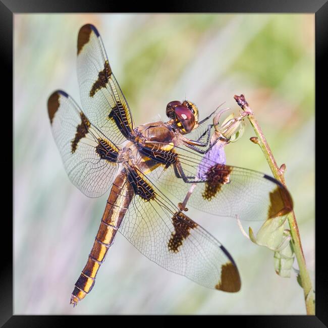 Whitetail Dragonfly Framed Print by Jim Hughes