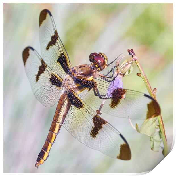 Whitetail Dragonfly Print by Jim Hughes