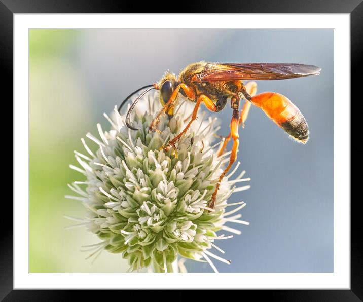 Great Golden Digger Wasp Framed Mounted Print by Jim Hughes