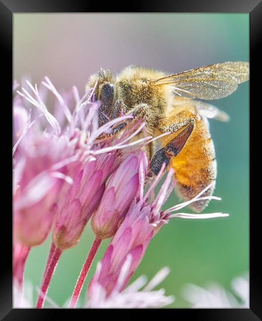 Honey Bee on Joe Pye Weed Framed Print by Jim Hughes